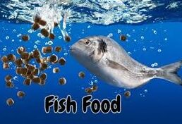 Best Fish Food for Vibrant Health and Growth