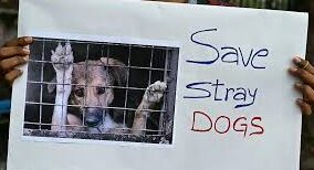 "Supreme Court U-Turn: Stray Dogs in Delhi Won’t Be Locked Up, But Feeding Them in Public Now Banned"